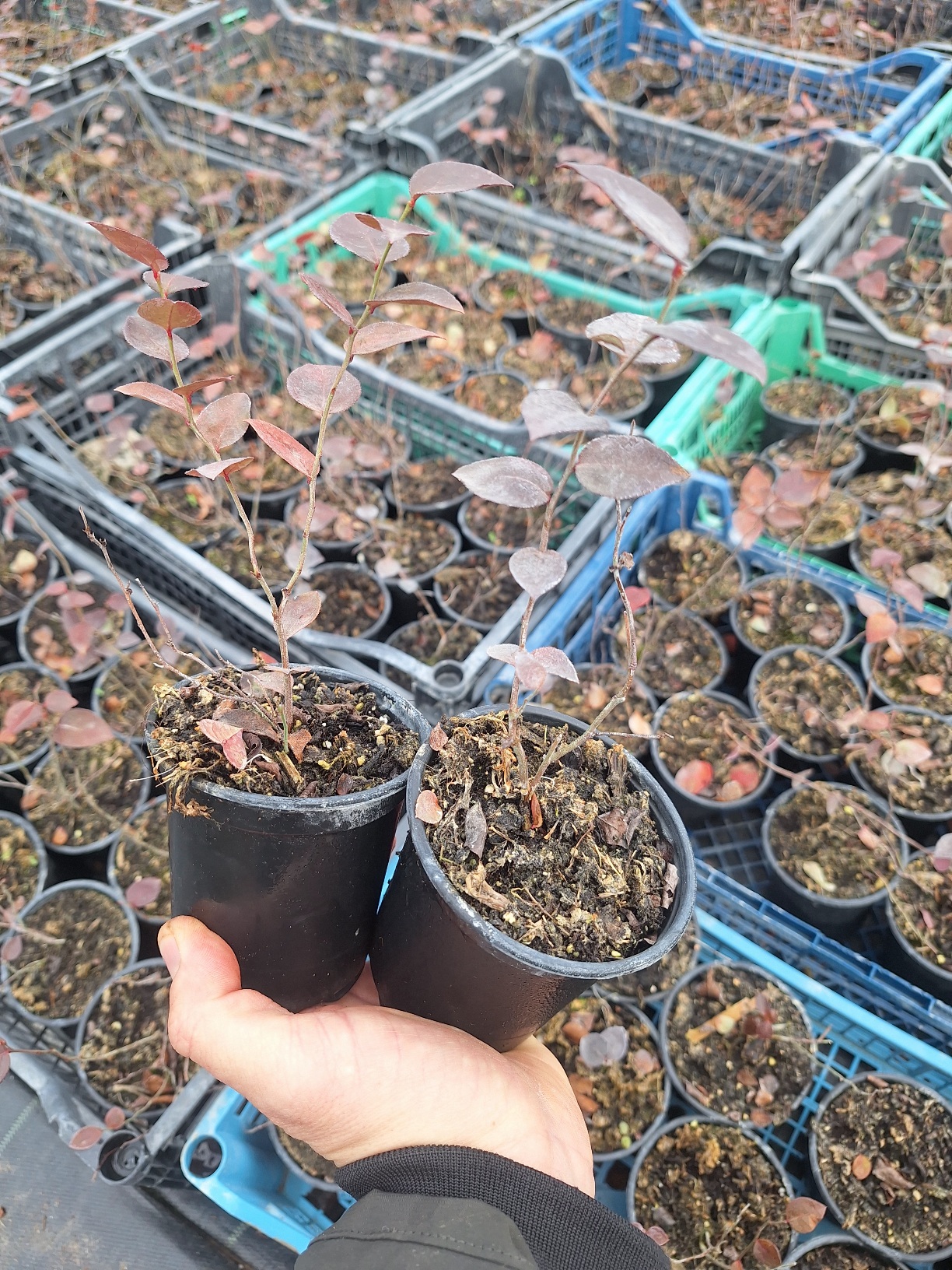 Едногодишна боровинка, малки боровинки