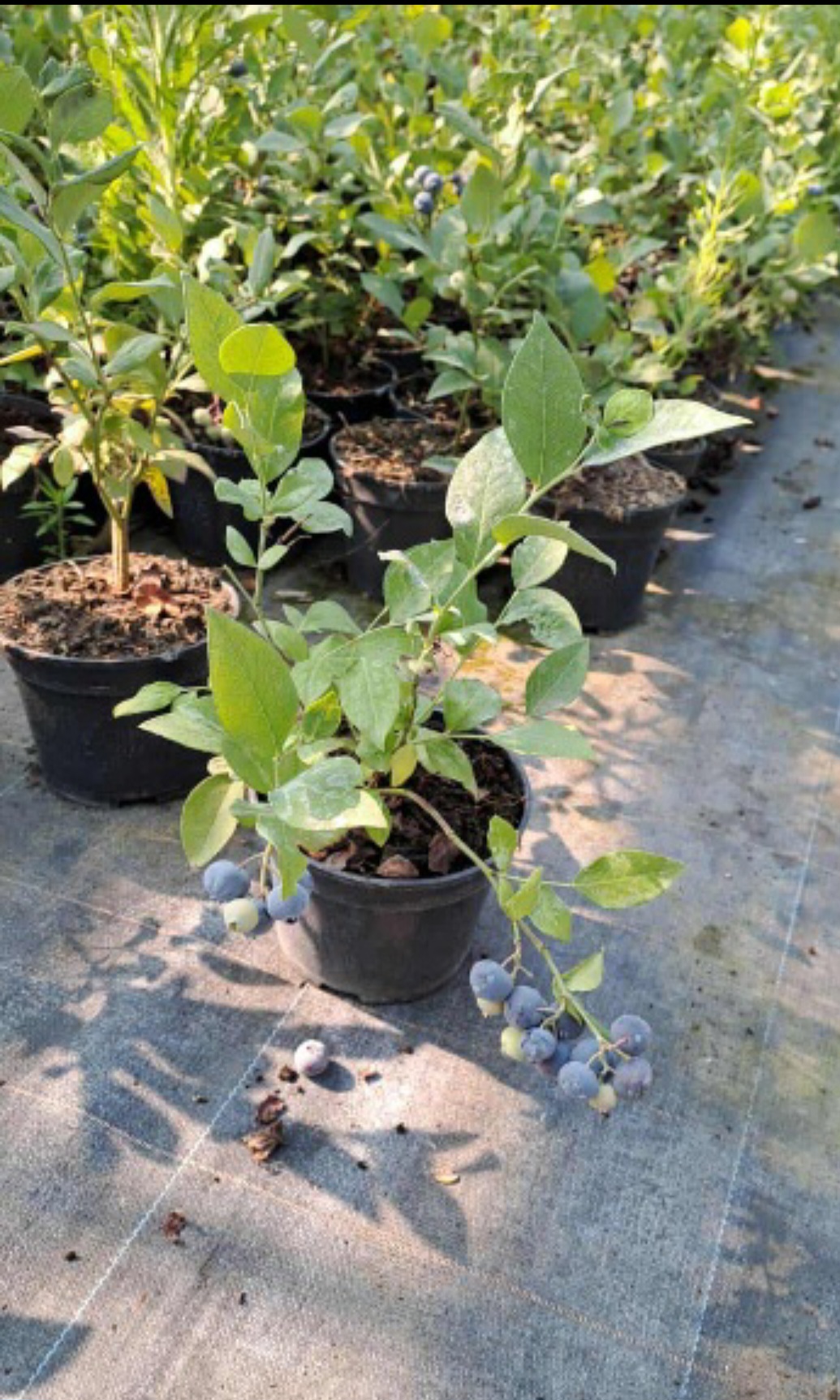 Двугодишна боровинка най-предпочитана за засаждане