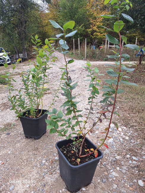 Тригодишна боровинка в пълно плододаване