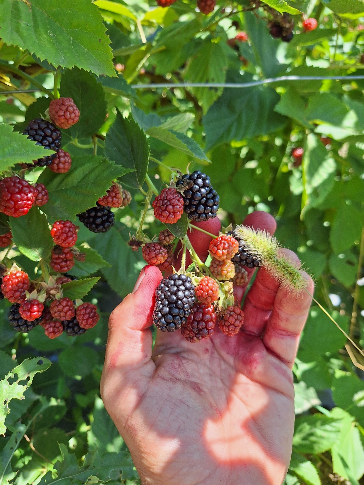 Къпини без бодли Тройна корона 