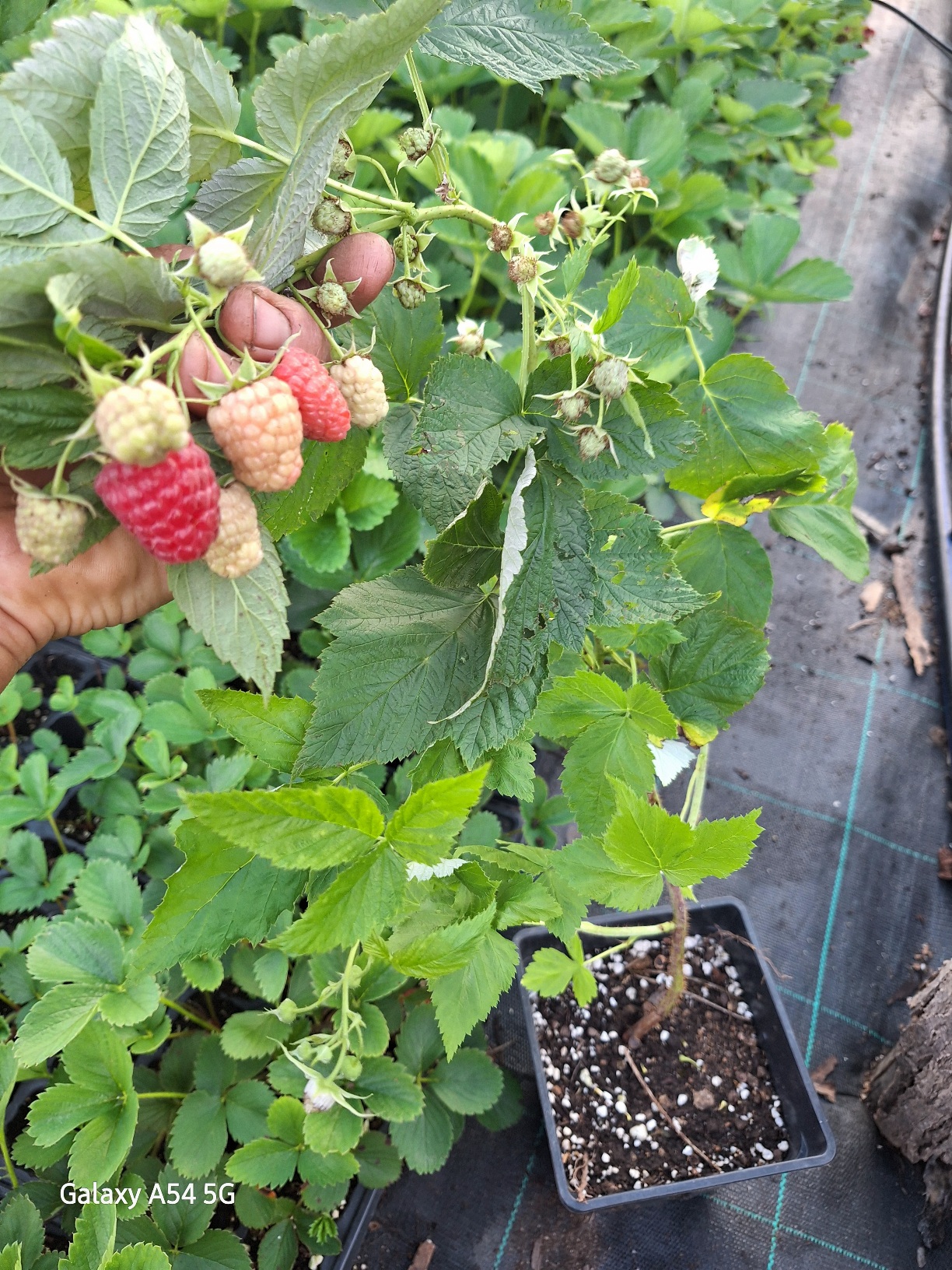 Целогодишни малини вкоренени в контейнер