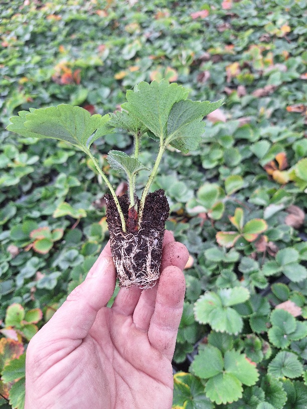 Разсад ягоди в табли сорт Азия и Дарселект