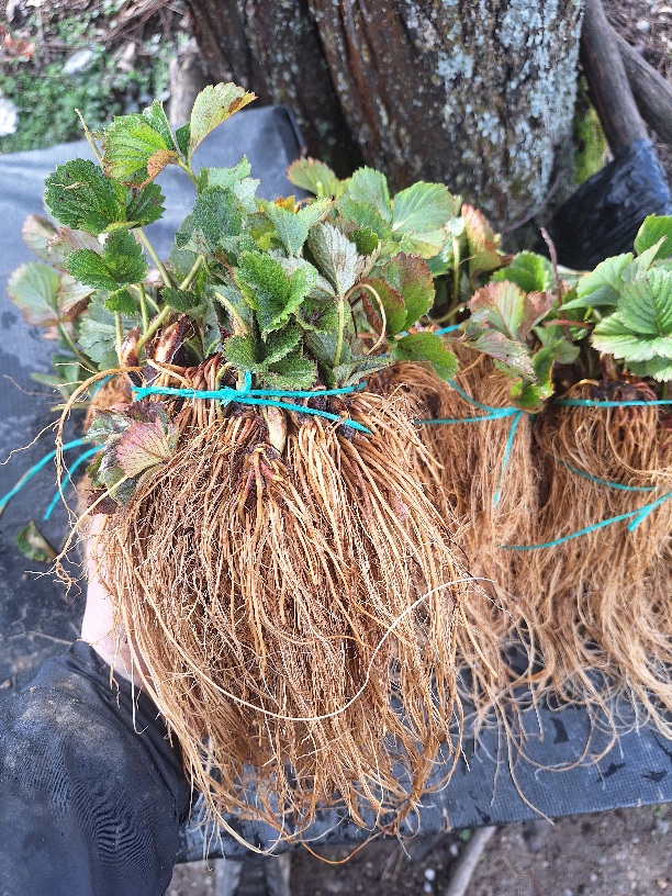 Разсад ягоди гол корен сорт Дарселект